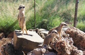 South Africa - Wild Cat Sanctuary21