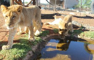 South Africa - Wild Cat Sanctuary5