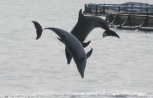 Spain - Canary Islands Dolphin and Whale Research17