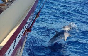 Spain - Canary Islands Dolphin and Whale Research19