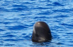 Spain - Canary Islands Dolphin and Whale Research30