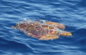 Spain - Canary Islands Dolphin and Whale Research8