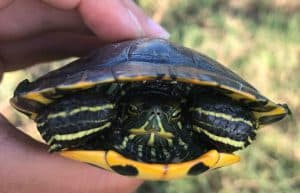 Spain - Coast and Marine Conservation in Denia34