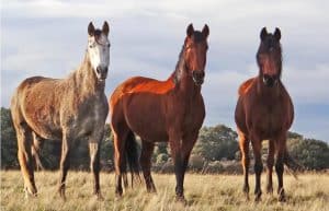 Spain - Wildlife Research and Ecological Farming18