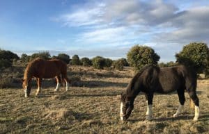 Spain - Wildlife Research and Ecological Farming21