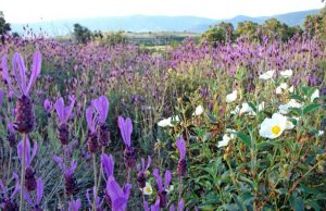 Spain - Wildlife Research and Ecological Farming22