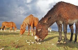 Spain - Wildlife Research and Ecological Farming7