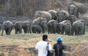 Sri Lanka - Wild Elephant Conservation and Research9