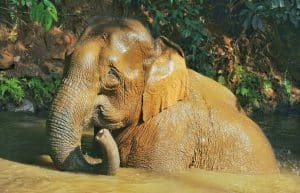 Thailand - Family-Friendly Elephant Forest Refuge6