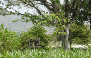 Thailand - Gibbon Primate Sanctuary20