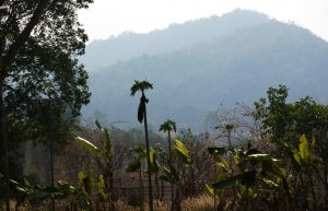 Thailand - Gibbon Primate Sanctuary7