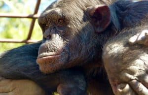 Zambia - Chimpanzee Wildlife and Orphan Care15