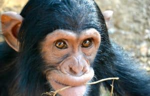 Zambia - Chimpanzee Wildlife and Orphan Care4