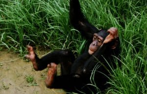 Zambia - Chimpanzee Wildlife and Orphan Care5