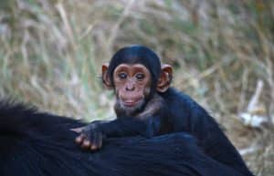 Zambia - Chimpanzee Wildlife and Orphan Care9