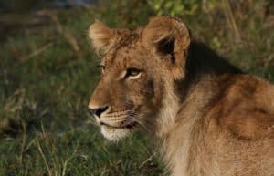 Zambia - Lion Rehabilitation and Conservation in Livingstone5