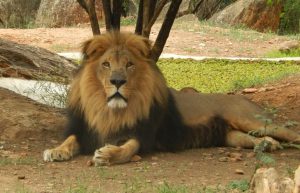 Zimbabwe - African Wildlife Orphanage8