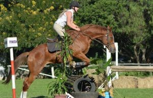 Zimbabwe - Horse Management and Lion Rehabilitation10