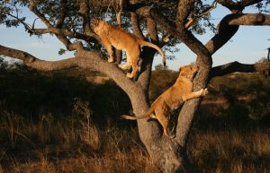 Zimbabwe - Horse Management and Lion Rehabilitation13