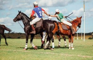 Zimbabwe - Horse Management and Lion Rehabilitation2