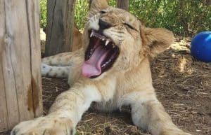 Zimbabwe - Horse Management and Lion Rehabilitation3