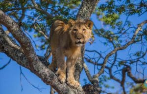 Zimbabwe - Horse Management and Lion Rehabilitation5