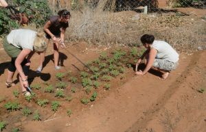 Zimbabwe - Lion Conservation in Victoria Falls10