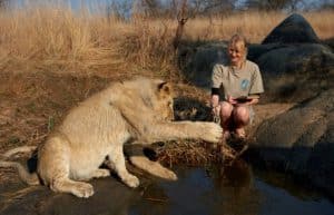 Zimbabwe - Lion Conservation in Victoria Falls27