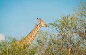 Zimbabwe - Lion Conservation in Victoria Falls30