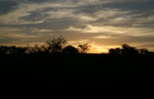 Zimbabwe - Lion Rehabilitation in Antelope Park8