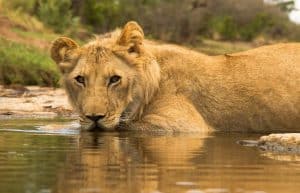 Zimbabwe - Wildlife Photography and Conservation in Victoria Falls4