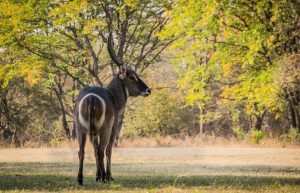 Zimbabwe - Wildlife Photography and Conservation in Victoria Falls8