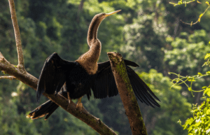 costa-ricarainforest-wildlife-and-volcanoes-for-teenagers3