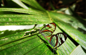 costa-ricarainforest-wildlife-and-volcanoes-for-teenagers30