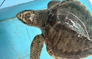 maldives-sea-turtle-conservation-2024-16