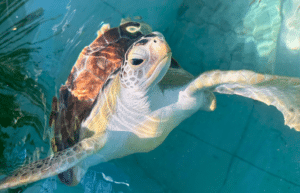 maldives-sea-turtle-conservation-2024-25