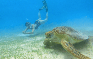 maldives-sea-turtle-conservation-2024-37