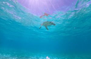 maldives-sea-turtle-conservation-2024-43