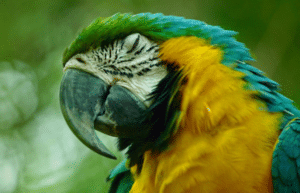 peru-amazon-wildlife-rescue-care-and-release-sanctuary17