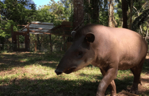 peru-amazon-wildlife-rescue-care-and-release-sanctuary20