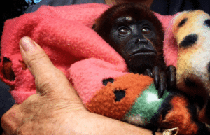 peru-amazon-wildlife-rescue-care-and-release-sanctuary30