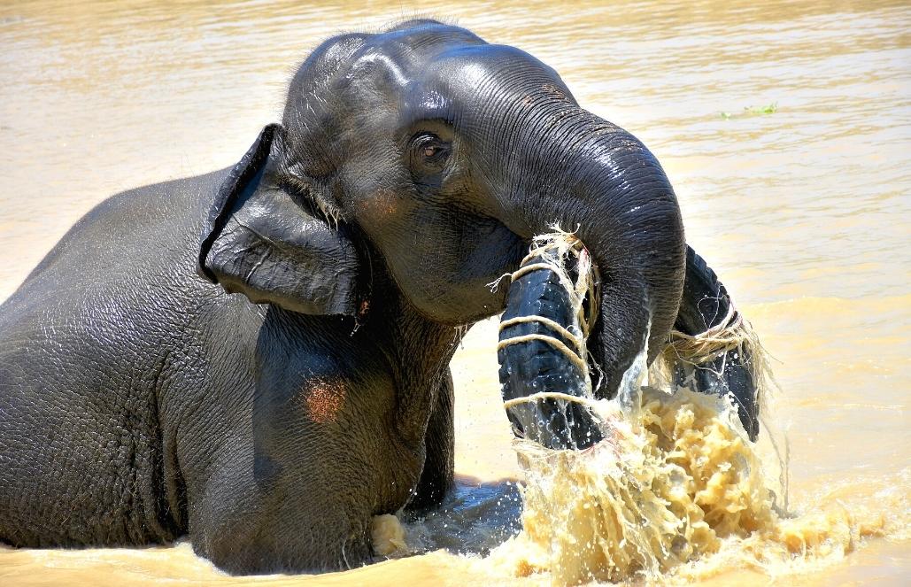 thailand-new-elephant-forest-refuge3