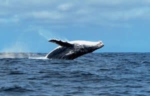 Ecuador - Humpback Whale Conservation 4