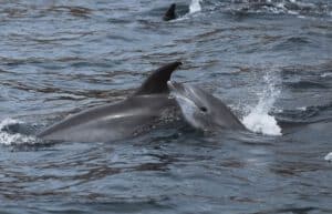 Ecuador - Humpback Whale Conservation 8