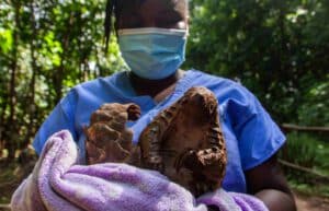 Malawi – Wildlife Rescue Center-new1