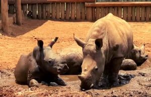 Rhino Orphan Sanctuary14