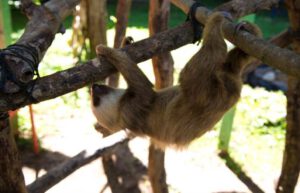 Costa Rica - Sloth and Wildlife Rescue Center11