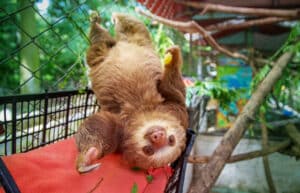 Costa Rica - Sloth and Wildlife Rescue Center21