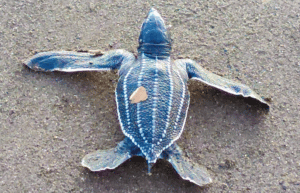 costa-rica-sea-turtle-conservation-new22