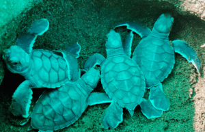 costa-rica-sea-turtle-conservation-new23